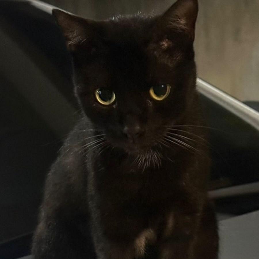 Pretinho, gato de porte médio para adoção em Fortaleza - CE