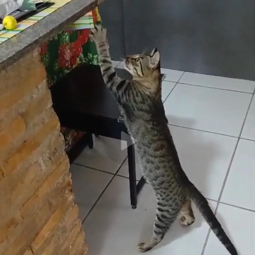 Cafezinho, gato de porte pequeno para adoção em Fortaleza - CE