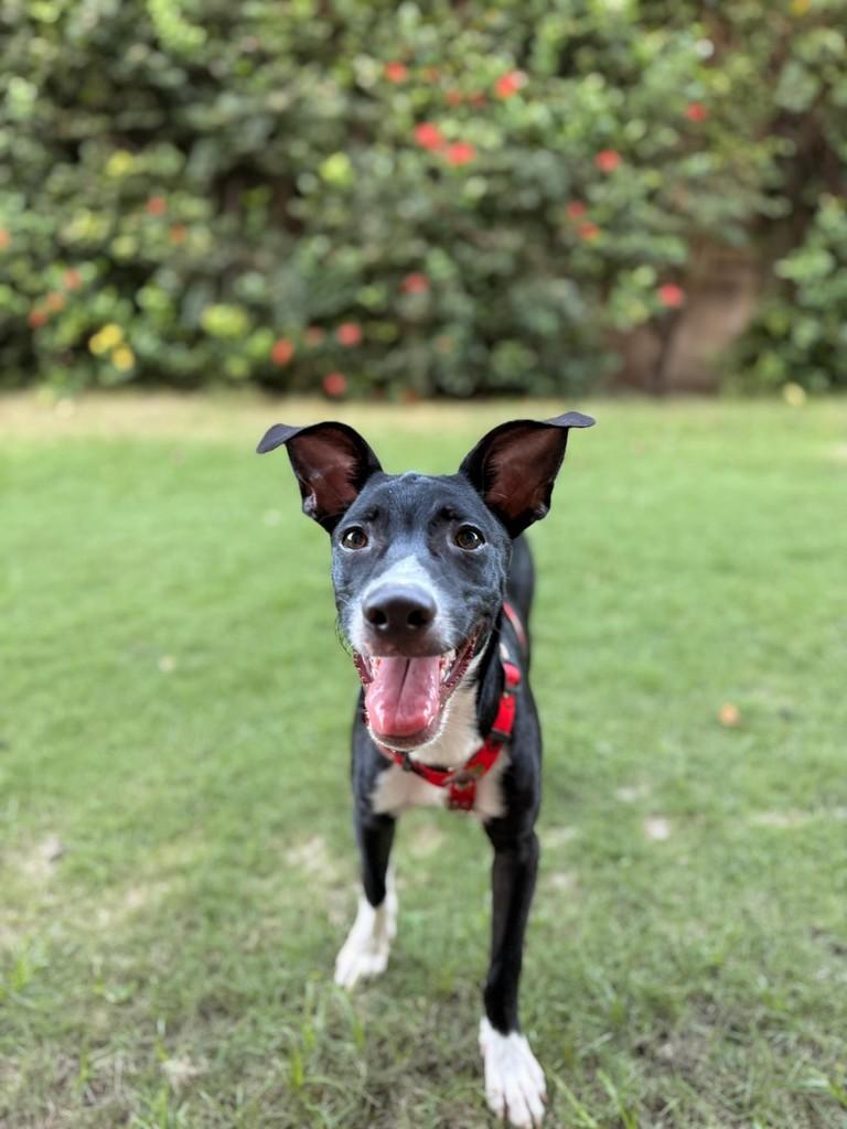 Richard, cachorro de porte médio para adoção em Fortaleza - CE