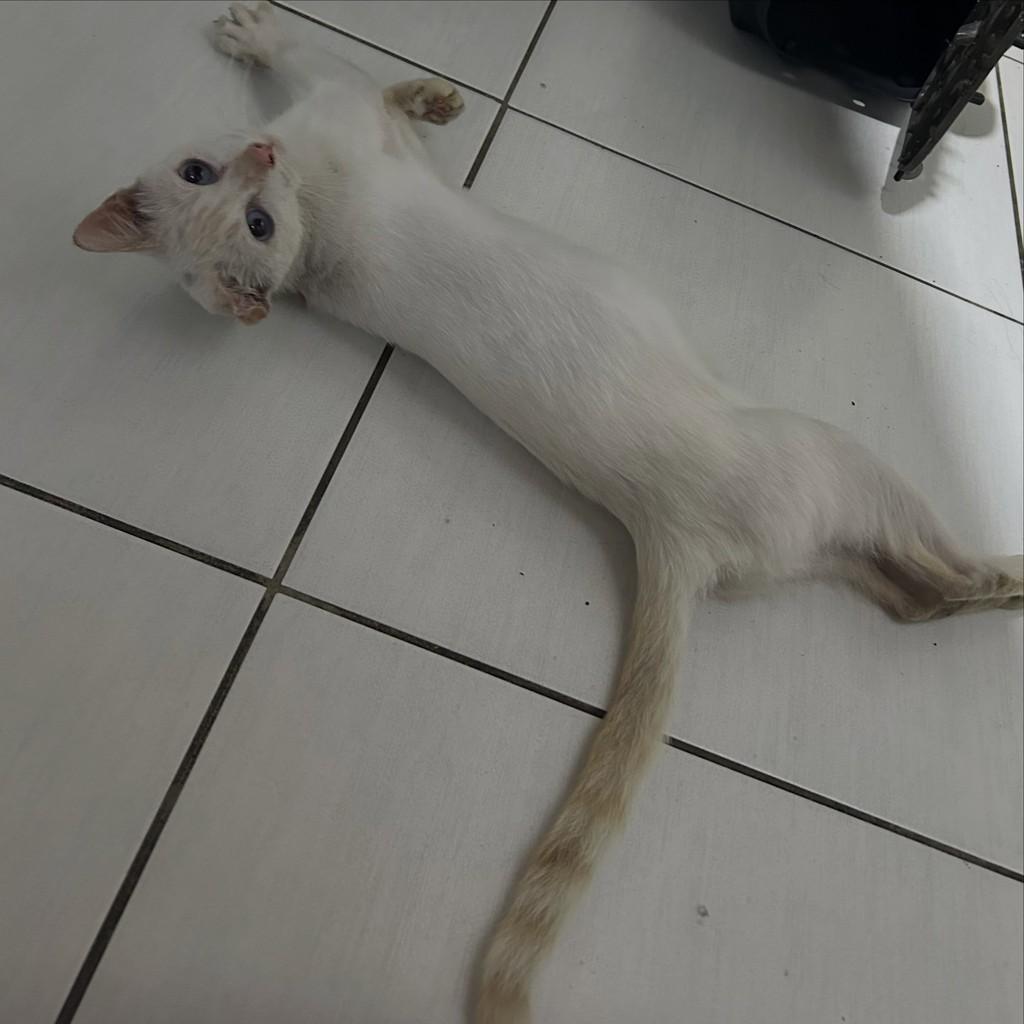 Maria Júlia, gata de porte médio para adoção em Fortaleza - CE