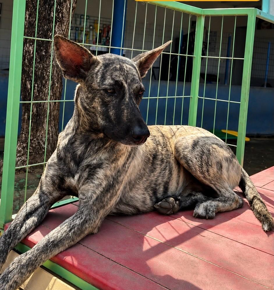 Hércules, cachorro de porte médio para adoção em Fortaleza - CE