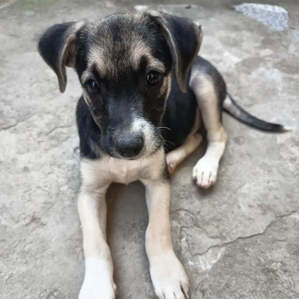 Linda, cadela de porte pequeno para adoção em Fortaleza - CE
