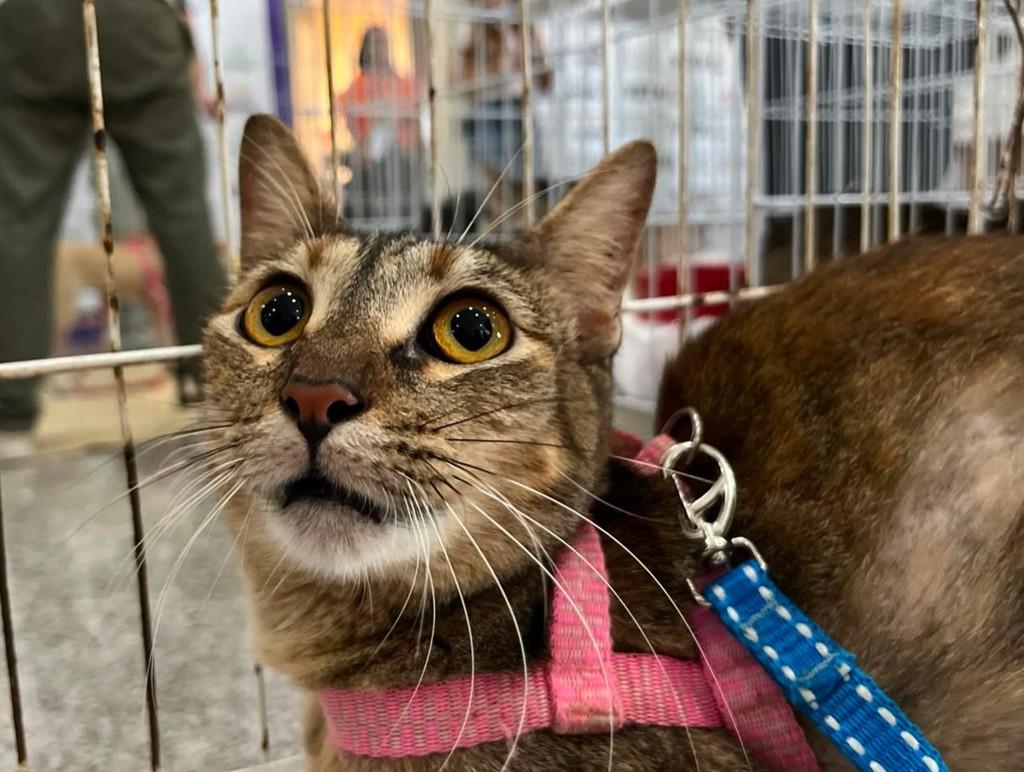 Nara, gata de porte pequeno para adoção em Fortaleza - CE