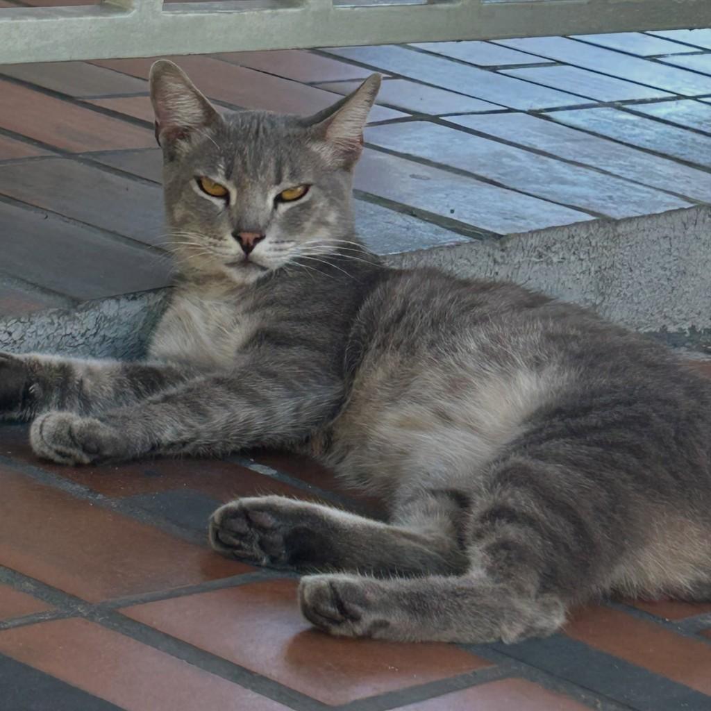 Fumaça, gato de porte médio para adoção em Fortaleza - CE