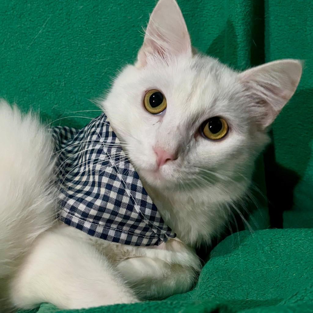 Yuki, gato para adoção em Porto Alegre - RS