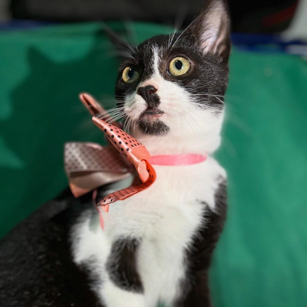 Nyx, gata de porte pequeno para adoção em Porto Alegre - RS
