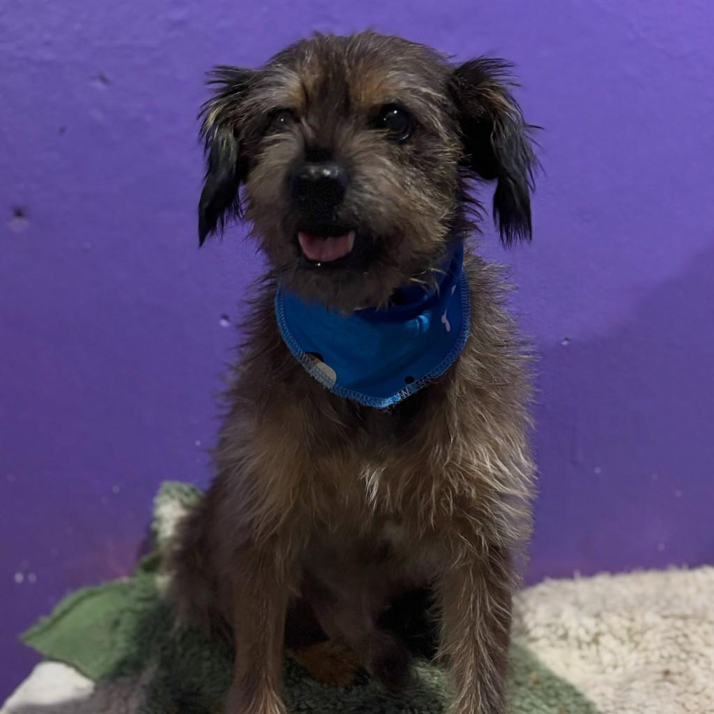 Ronaldo, cachorro de porte médio para adoção em Porto Alegre - RS