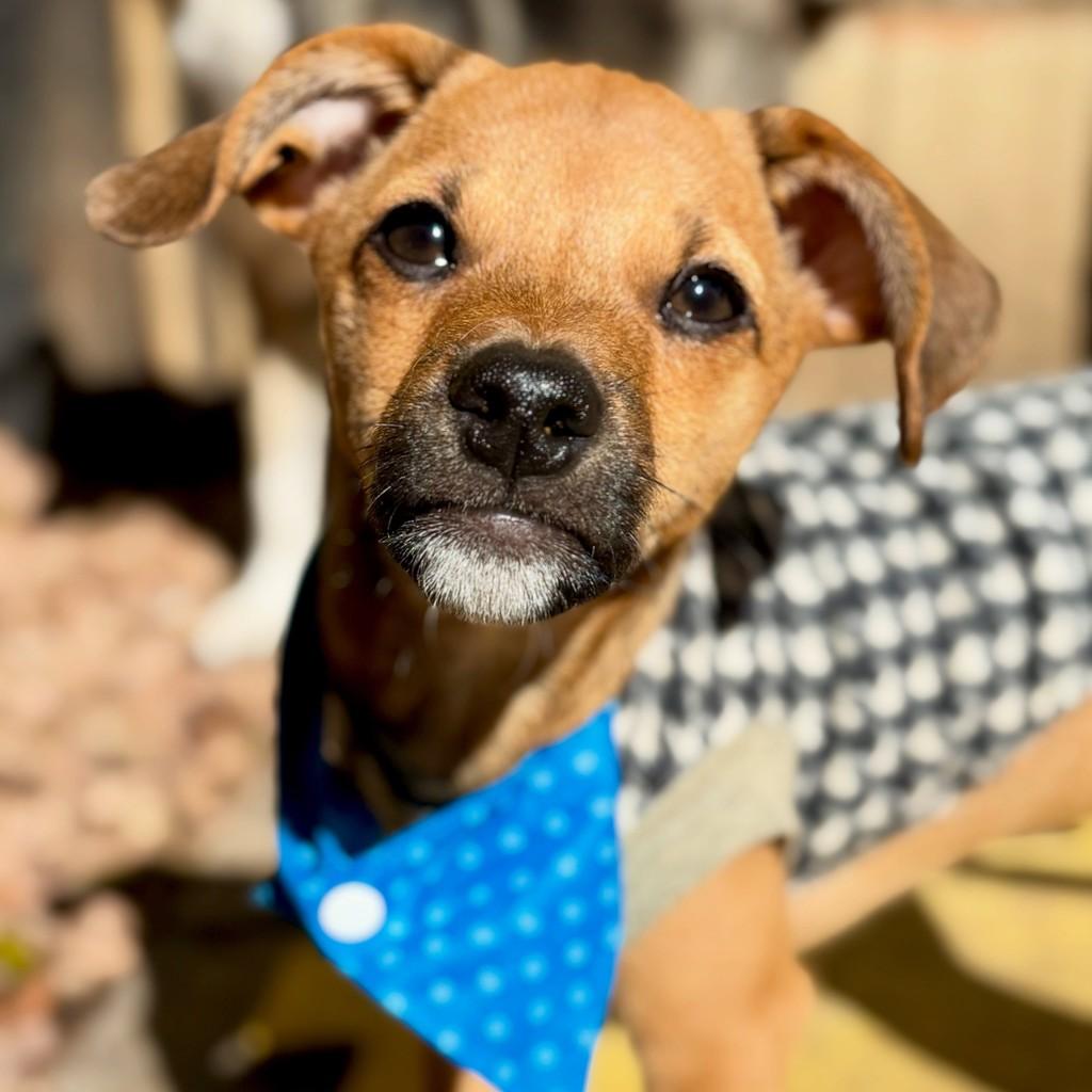 Nolan, cachorro de porte médio para adoção em Porto Alegre - RS
