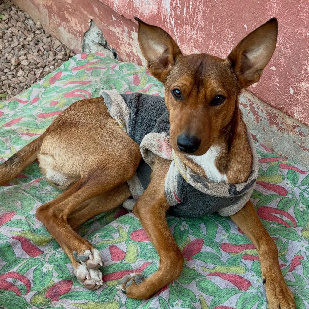 Isaac, cachorro de porte pequeno para adoção em Porto Alegre - RS