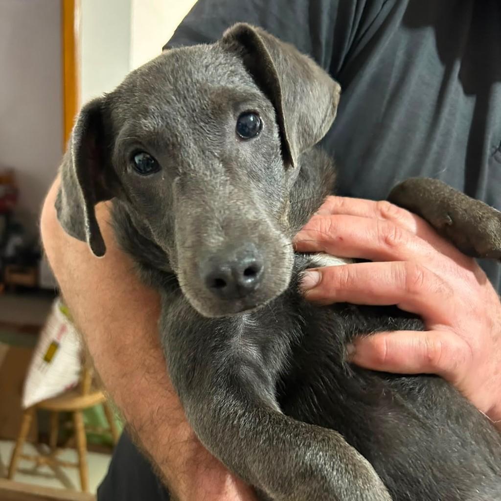 Nick, cachorro de porte pequeno para adoção em Porto Alegre - RS