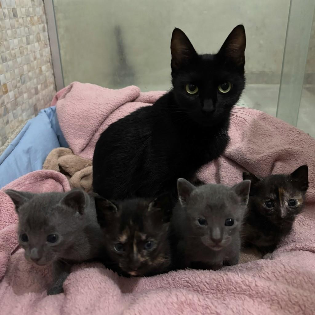 Charlotte, gato para adoção em Porto Alegre - RS