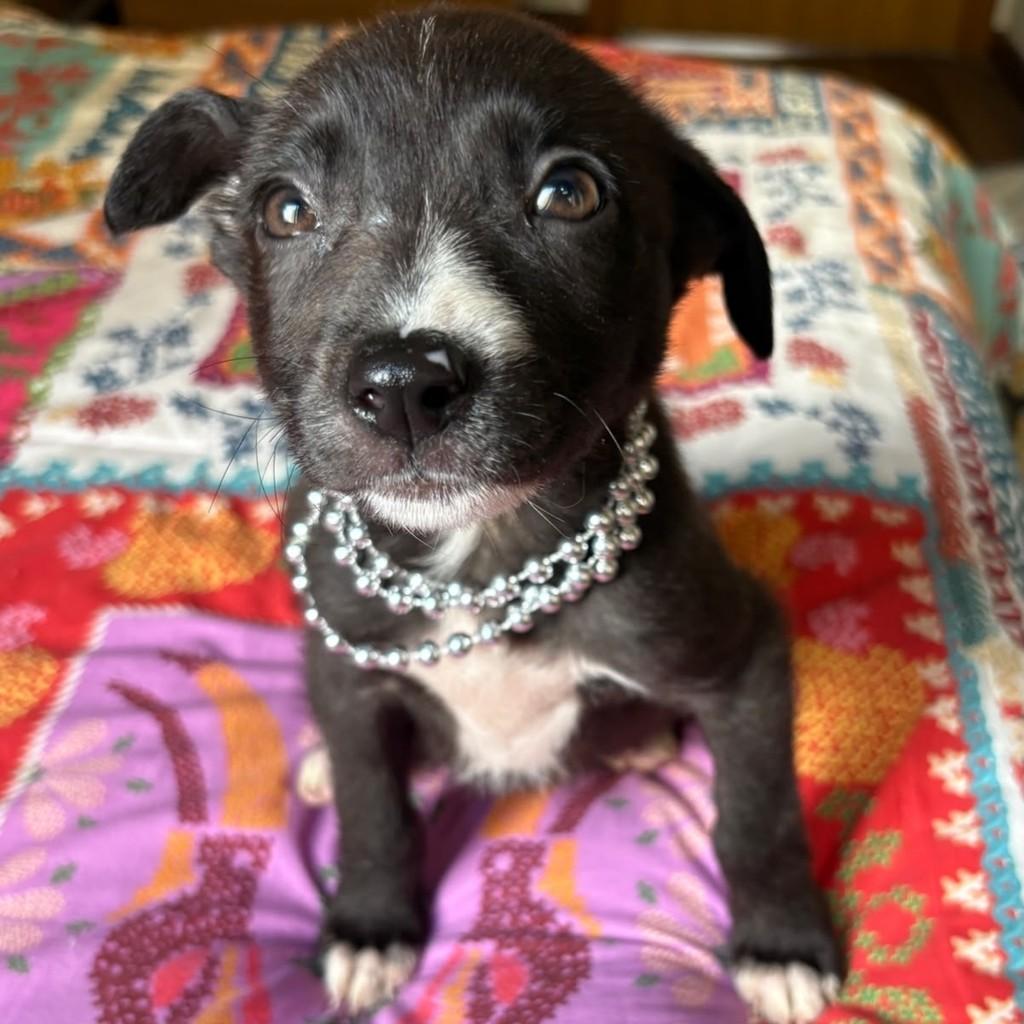 Chia, cadela de porte médio para adoção em Porto Alegre - RS — foto 4 de 5