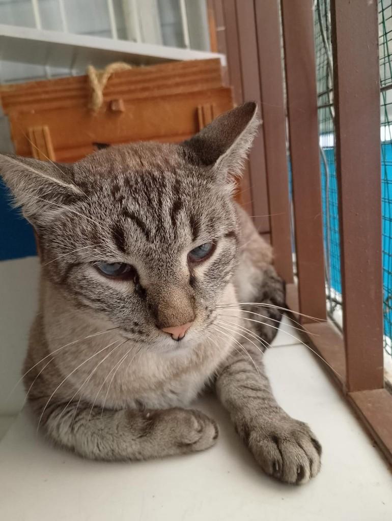 Sheldon, gato de porte pequeno para adoção em São Paulo - SP