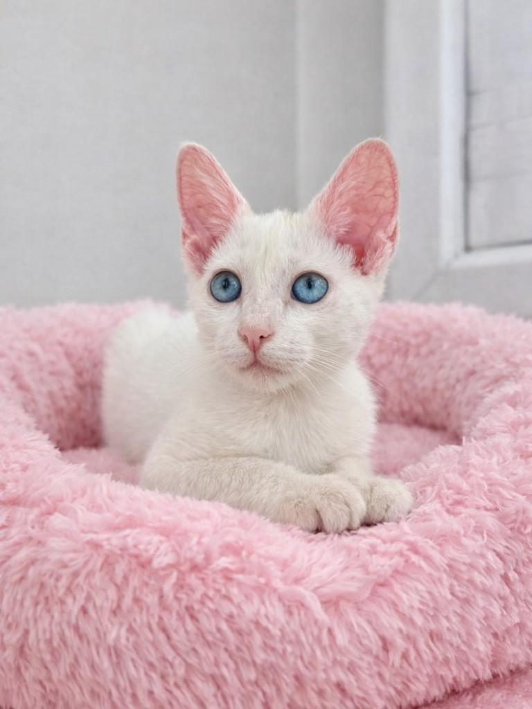 Branca, gata de porte pequeno para adoção em São Paulo - SP
