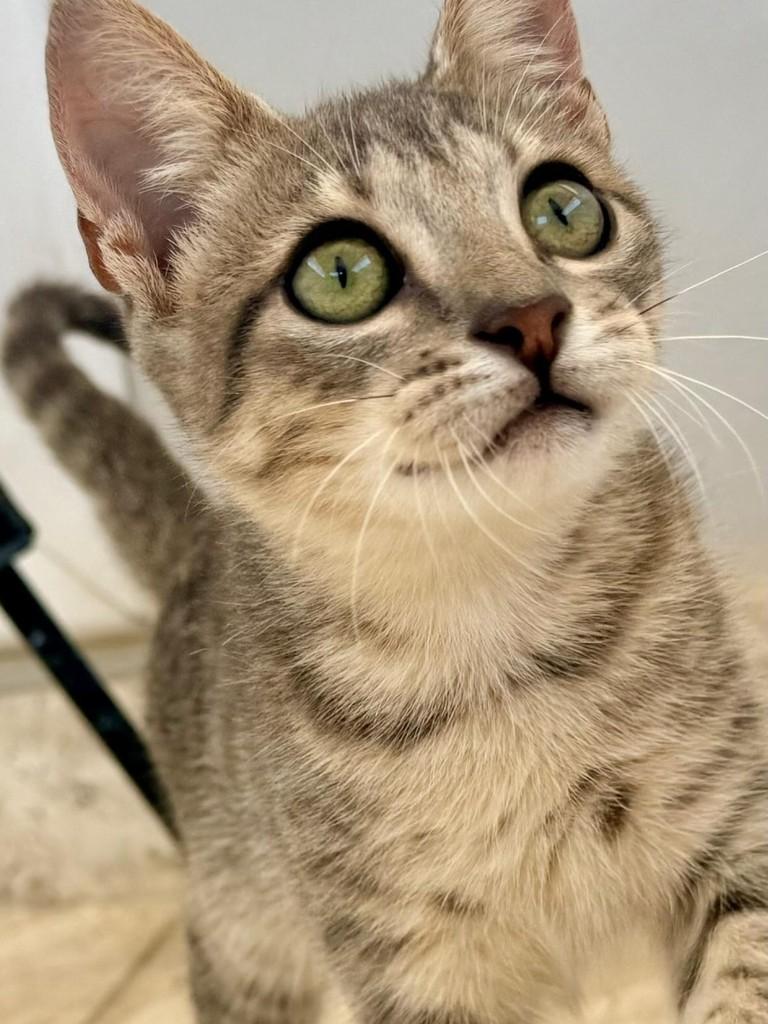 Rajadinha, gato de porte pequeno para adoção em São Paulo - SP