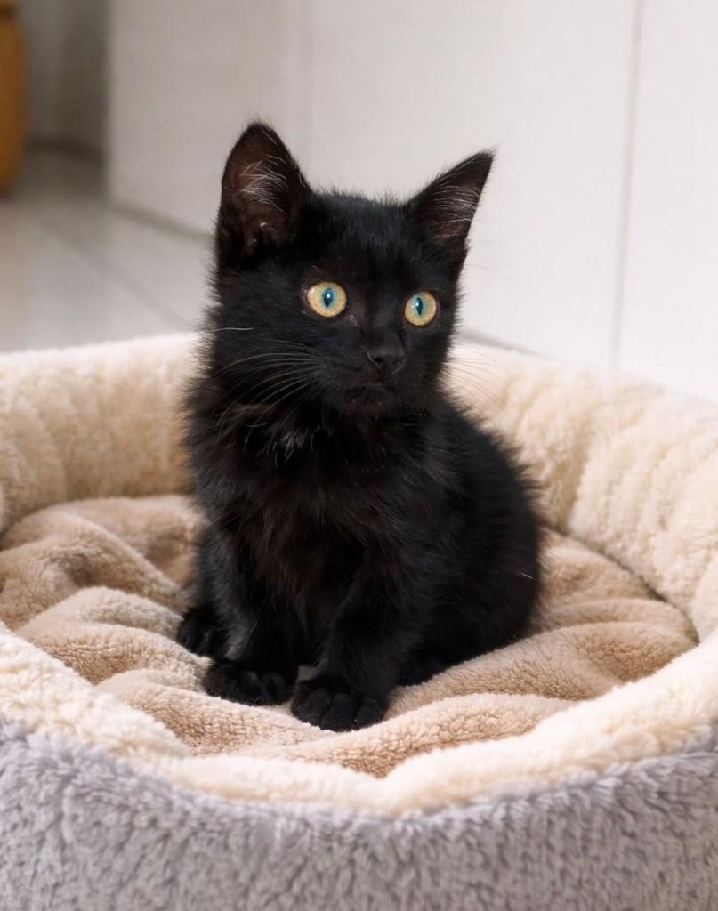 Anjinho, gato de porte pequeno para adoção em São Paulo - SP