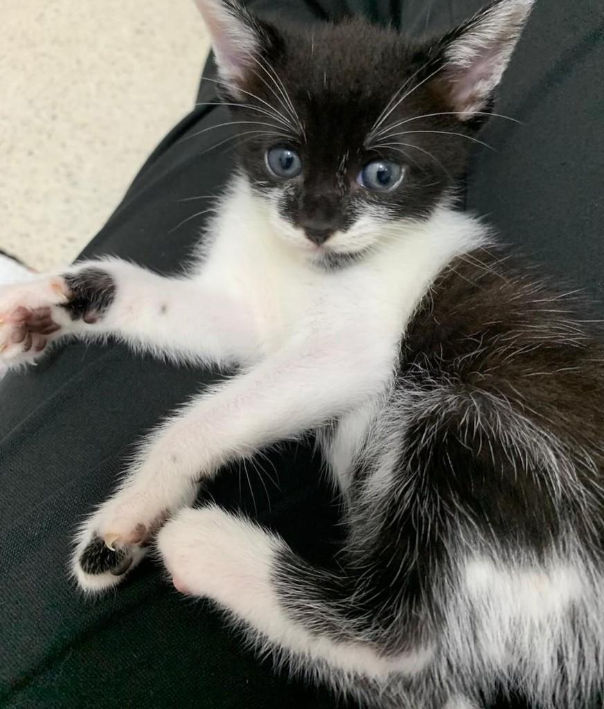 Frajolinha, gato de porte pequeno para adoção em São Paulo - SP