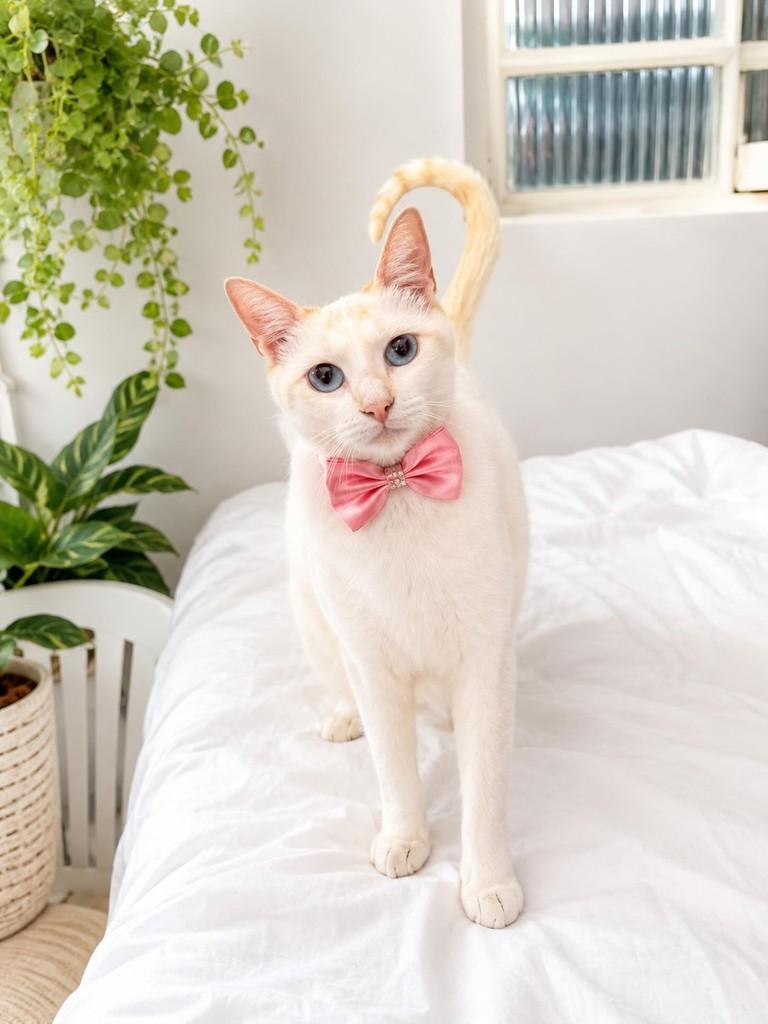 Amora, gata de porte médio para adoção em São Paulo - SP