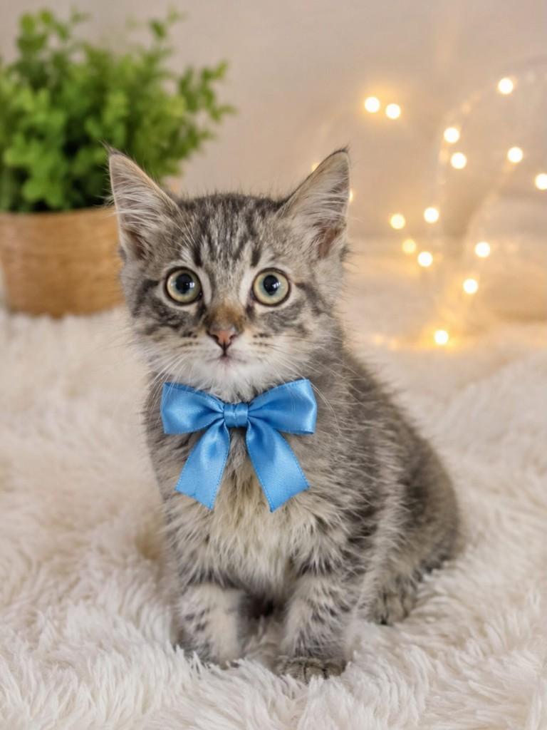 Peludinho, gato de porte pequeno para adoção em São Paulo - SP