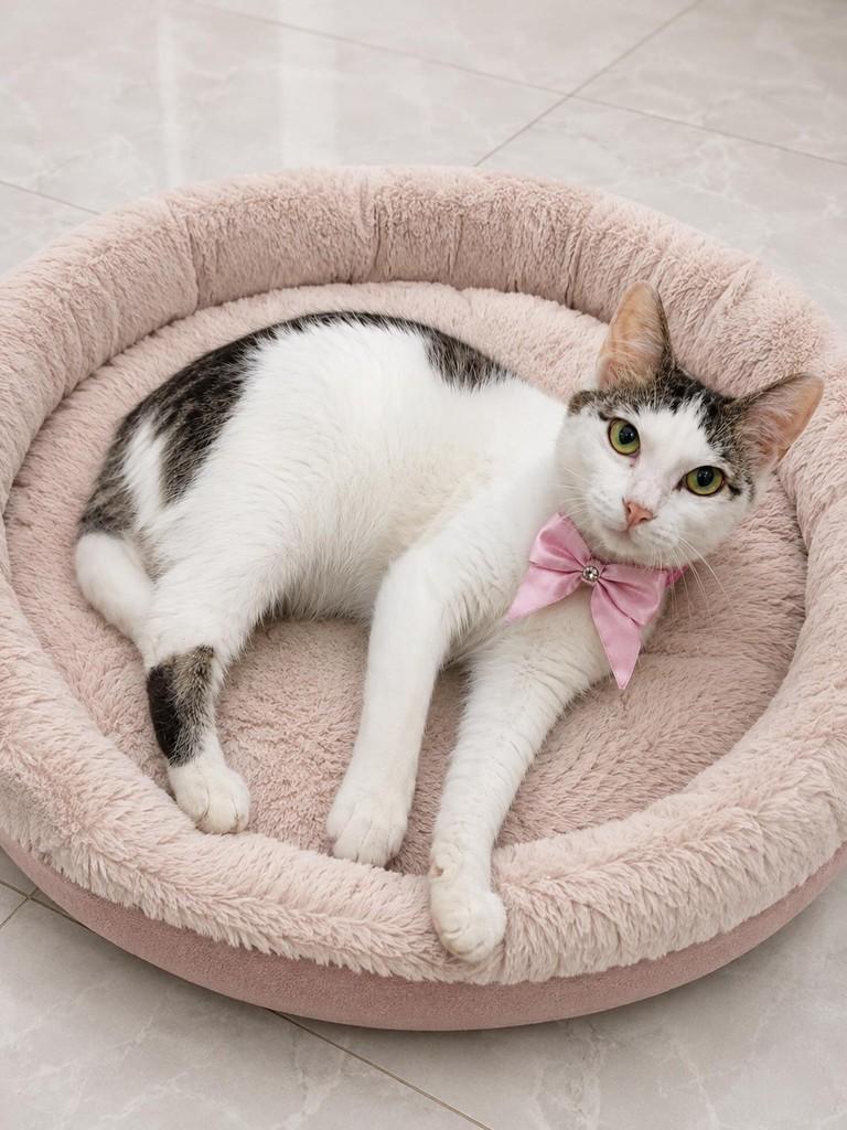 Mila, gata de porte pequeno para adoção em São Paulo - SP