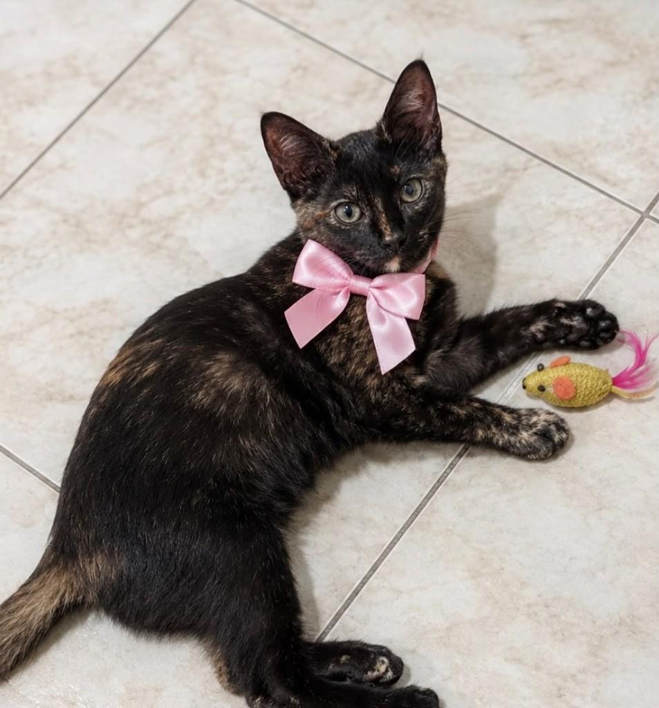 Esmeralda, gata de porte pequeno para adoção em São Paulo - SP