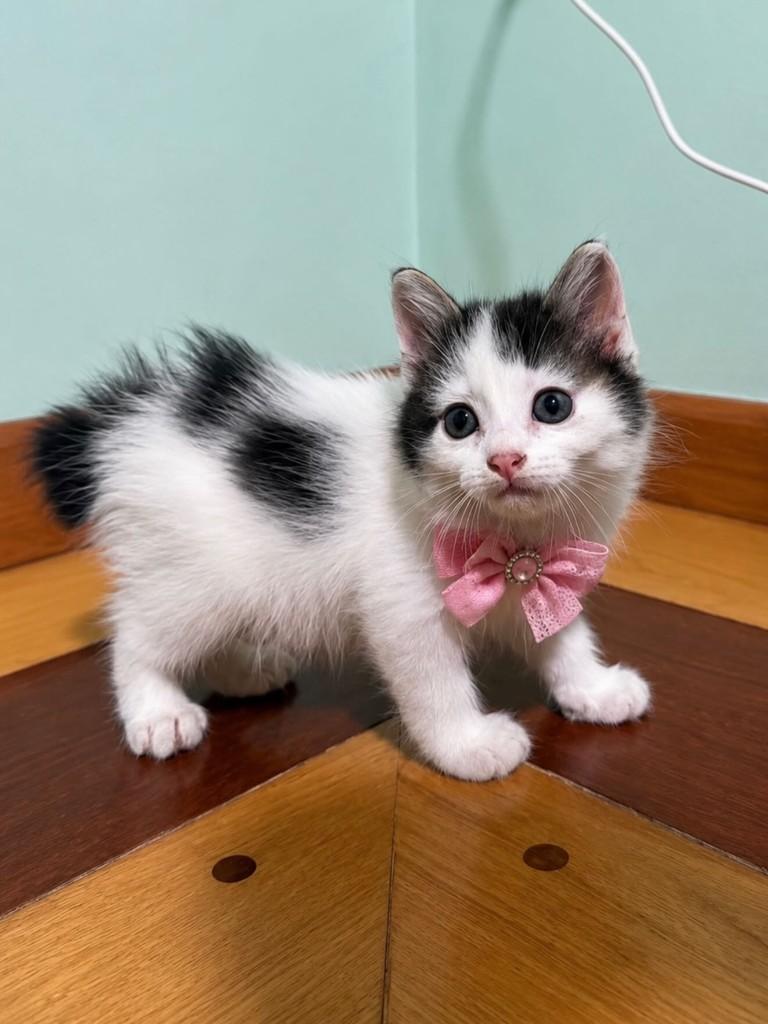 Coelhinha, gata de porte pequeno para adoção em São Paulo - SP