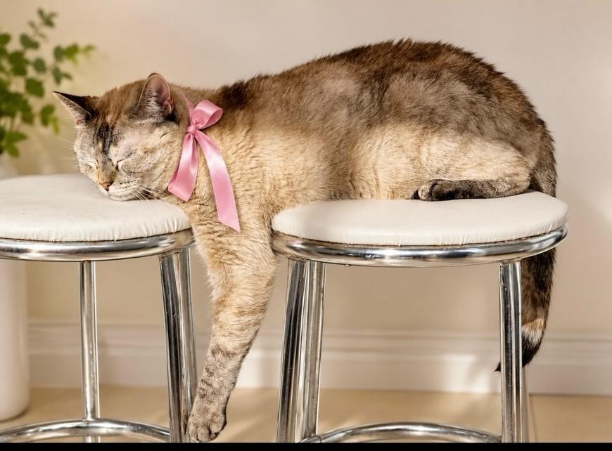 Lua, gata para adoção em São Paulo - SP