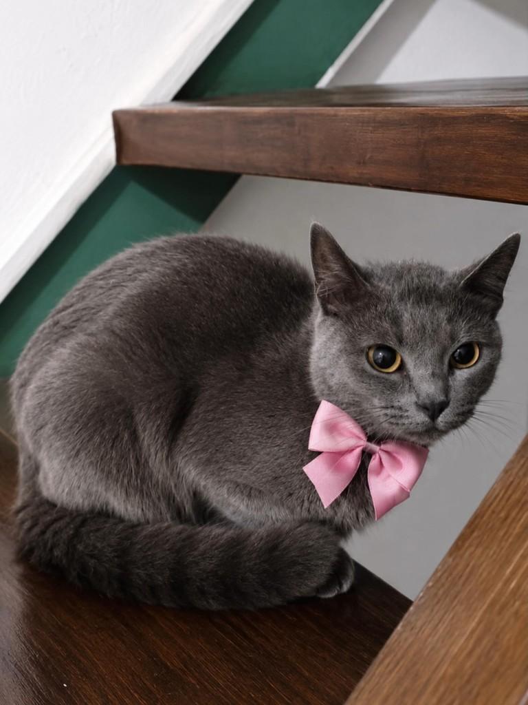 Gray, gata de porte pequeno para adoção em São Paulo - SP