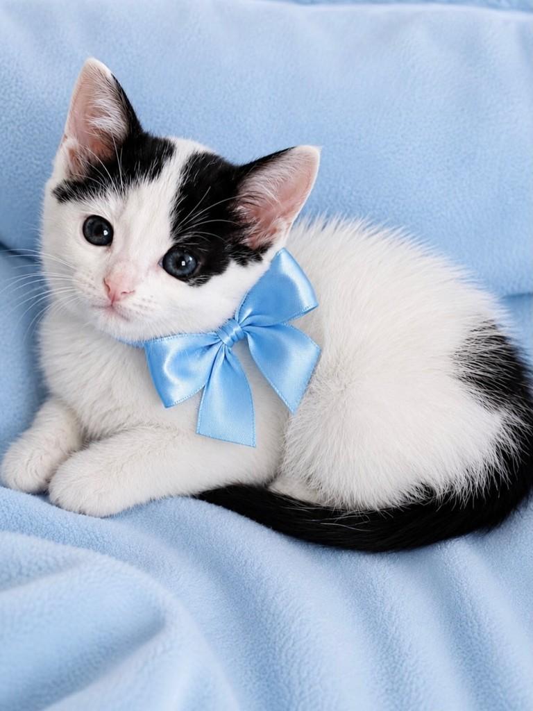 Frajolinhas, gato de porte pequeno para adoção em São Paulo - SP