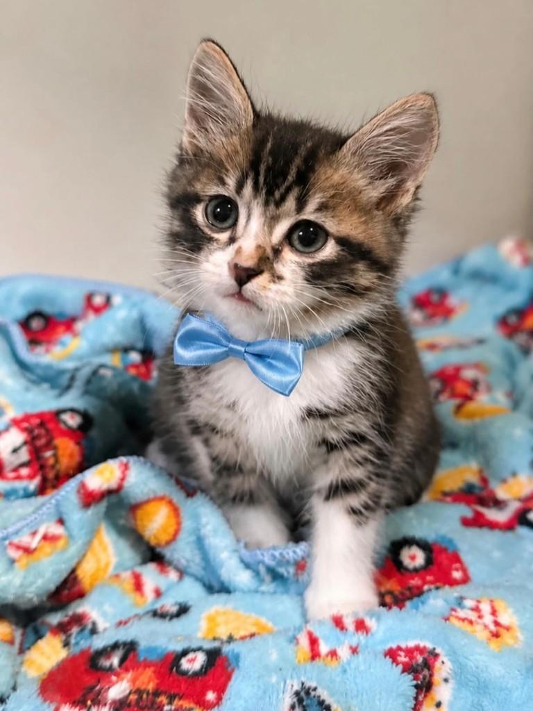 Léo, gato de porte pequeno para adoção em São Paulo - SP