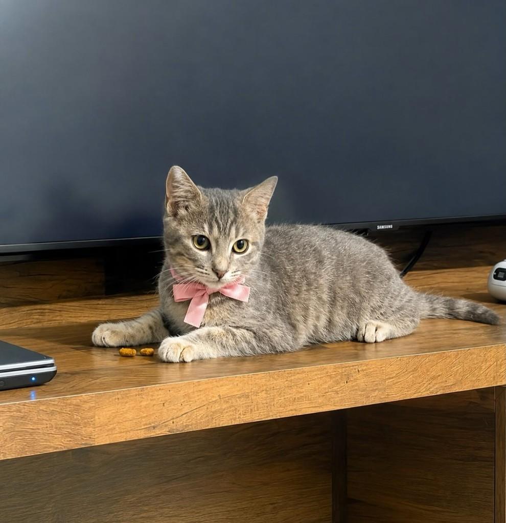 Princesinha, gato de porte pequeno para adoção em São Paulo - SP