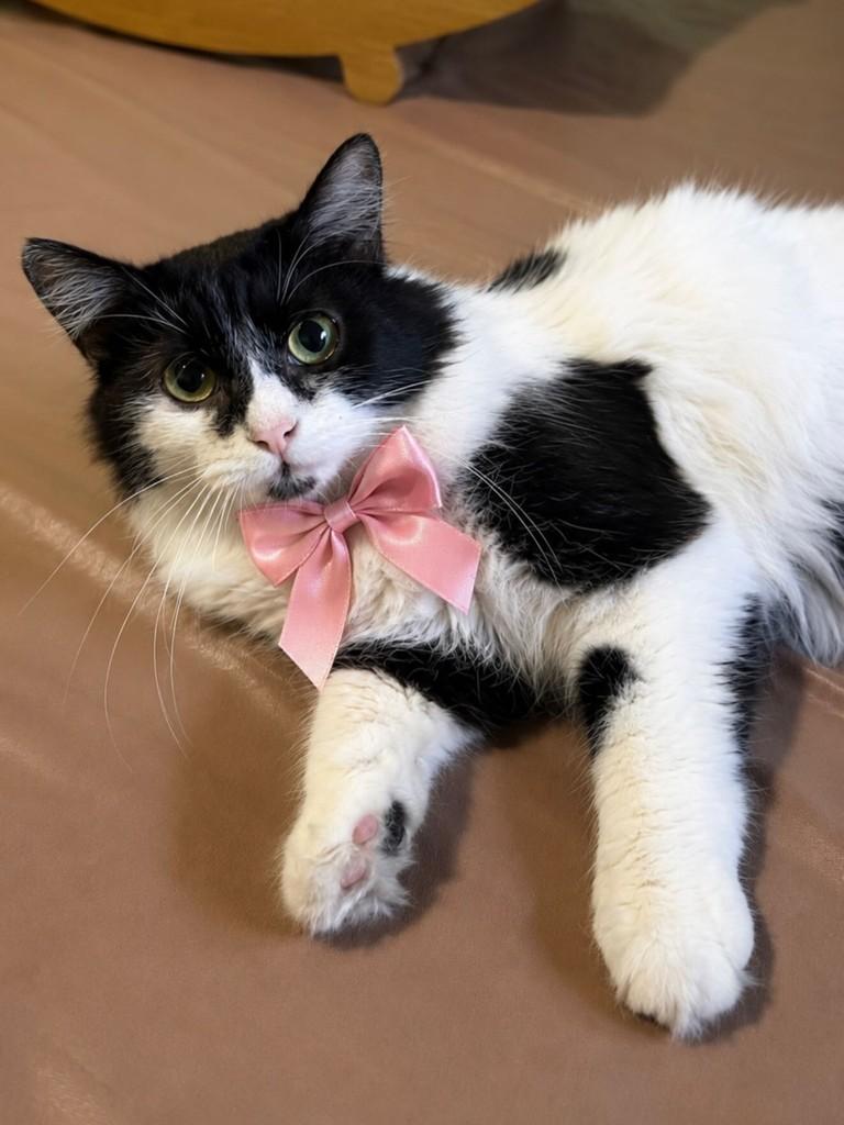 Becca, gata para adoção em São Paulo - SP