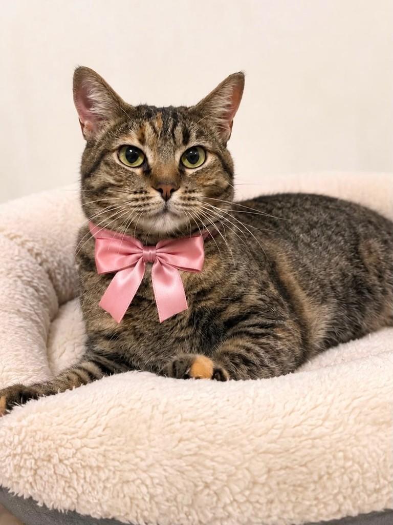 Frida, gata de porte pequeno para adoção em São Paulo - SP