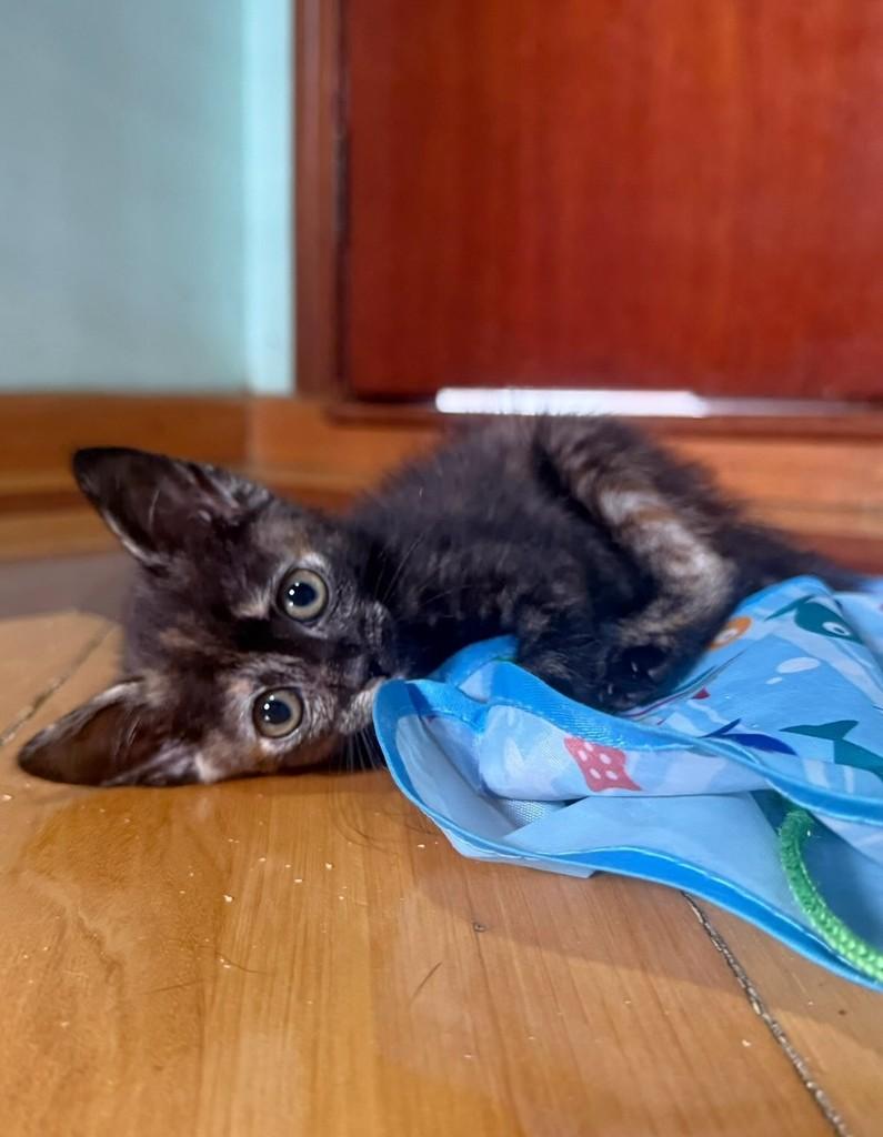 Linda princesa escaminha, gato de porte pequeno para adoção em São Paulo - SP