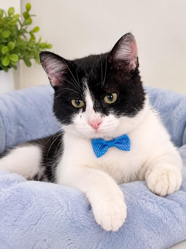 Dom, gata de porte médio para adoção em São Paulo - SP