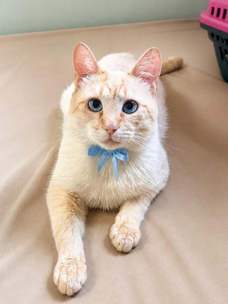Jhonny, gato de porte médio para adoção em São Paulo - SP