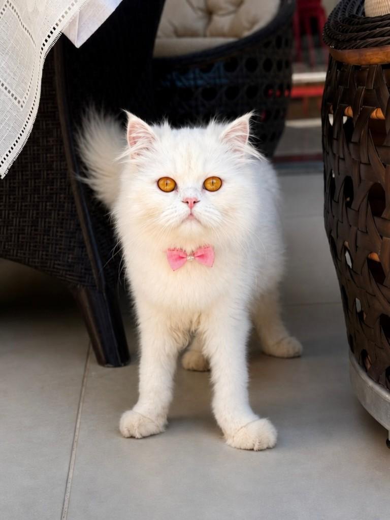 Pérola, gata de porte pequeno para adoção em São Paulo - SP
