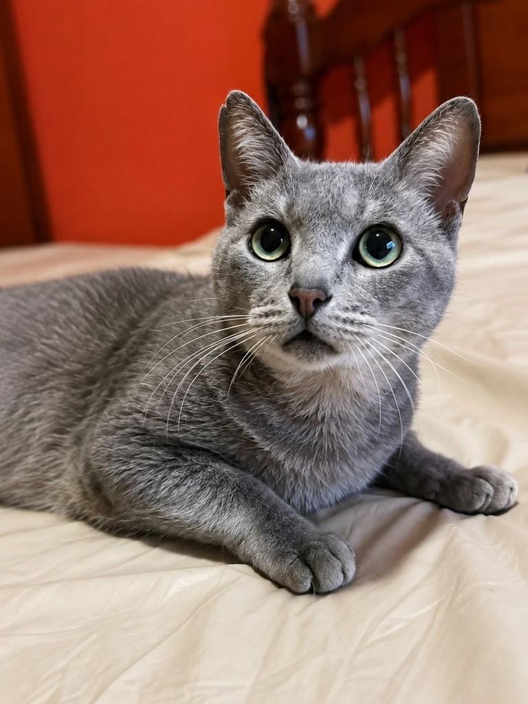 Pedro, gato de porte grande para adoção em São Paulo - SP — foto 2 de 3