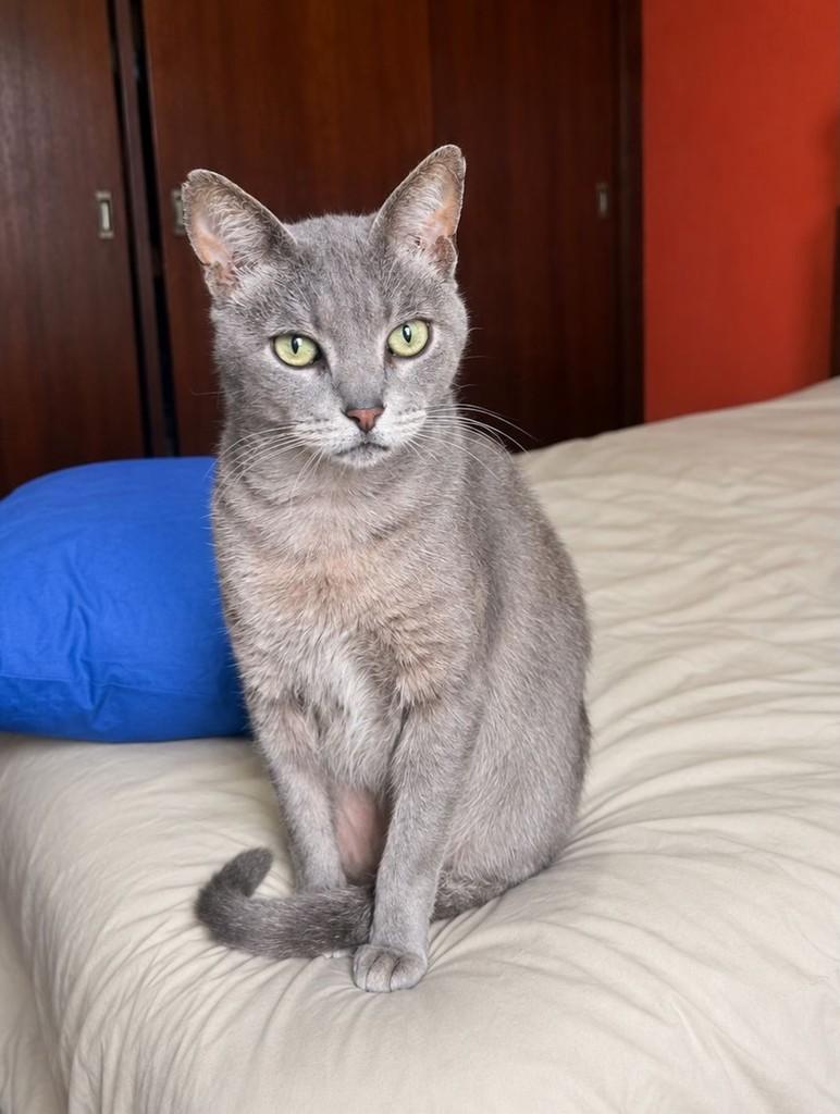 Pedro, gato de porte grande para adoção em São Paulo - SP — foto 3 de 3
