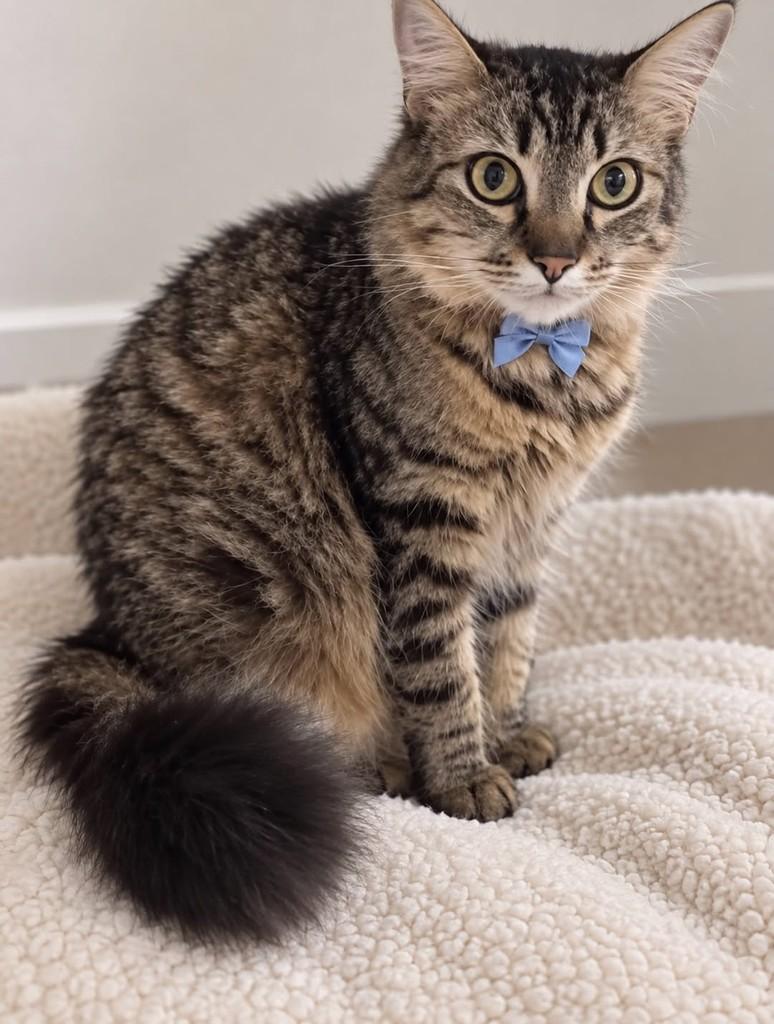 Tigradinho, gato de porte médio para adoção em São Paulo - SP