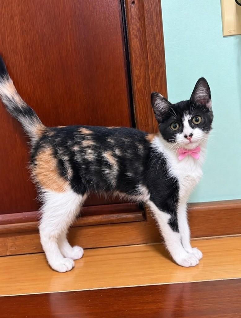 Tricolorzinha, gato de porte pequeno para adoção em São Paulo - SP