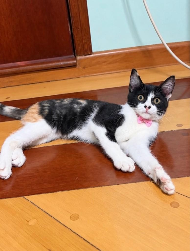 Tricolorzinha, gato de porte pequeno para adoção em São Paulo - SP — foto 2 de 4