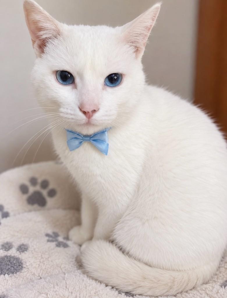 Alemão, gato de porte pequeno para adoção em São Paulo - SP