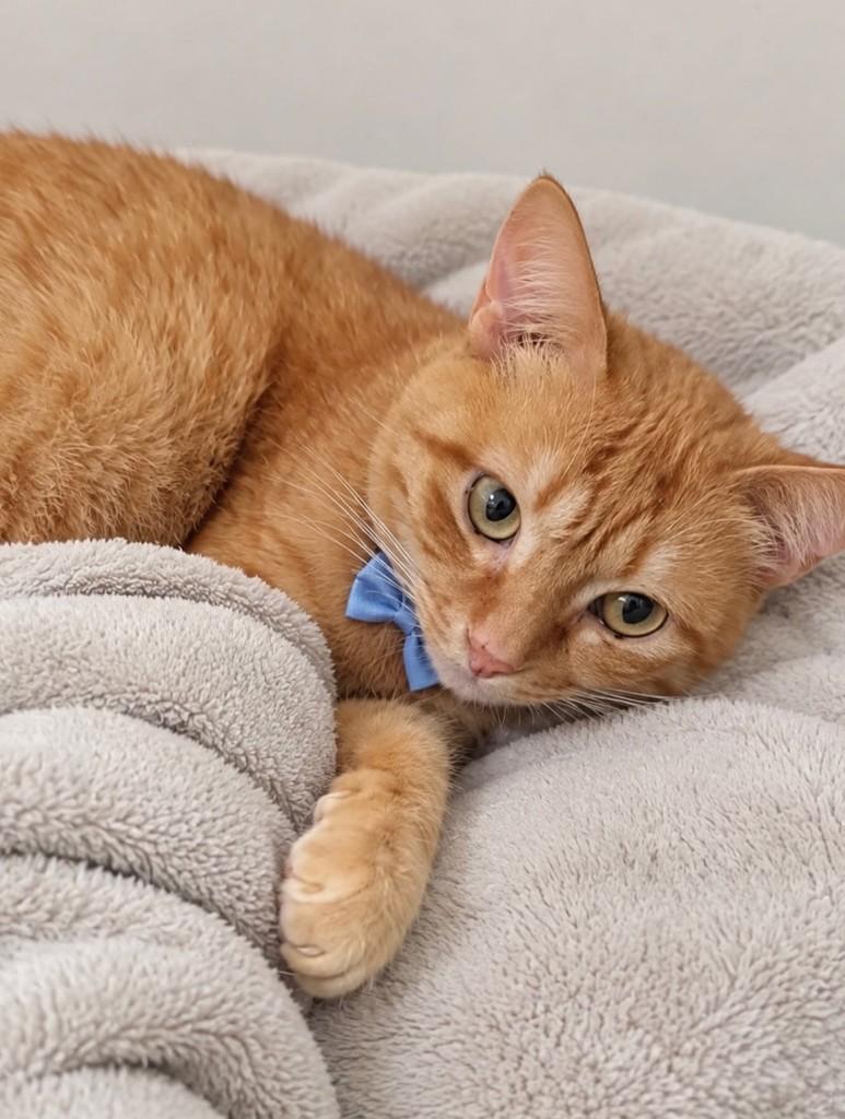 Fred, gato de porte médio para adoção em São Paulo - SP — foto 2 de 2