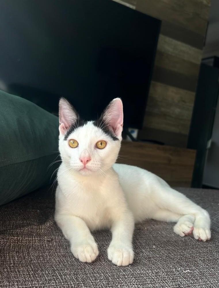 Nino, gato de porte pequeno para adoção em São Paulo - SP