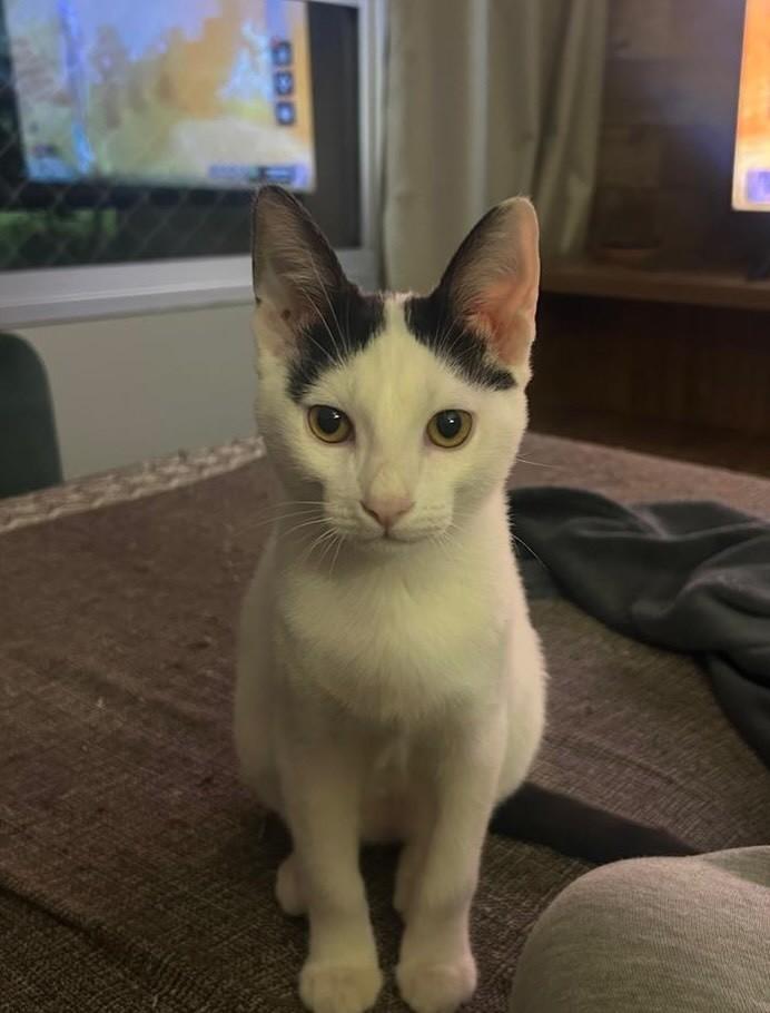 Nino, gato de porte pequeno para adoção em São Paulo - SP — foto 2 de 11