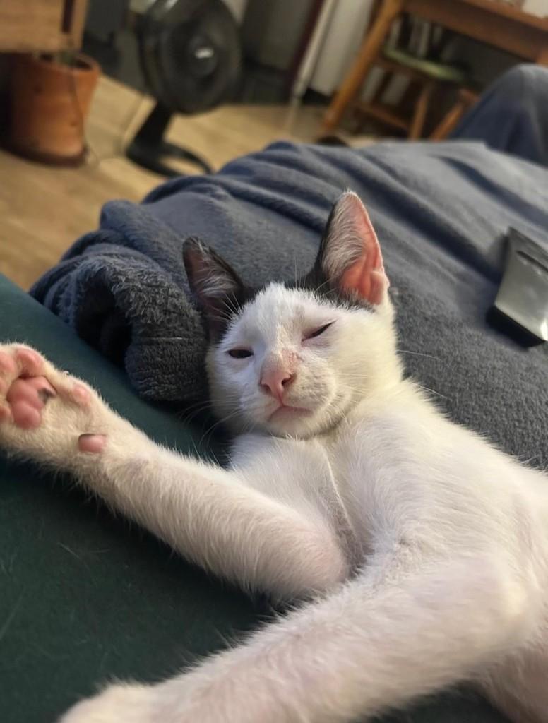 Nino, gato de porte pequeno para adoção em São Paulo - SP — foto 3 de 11