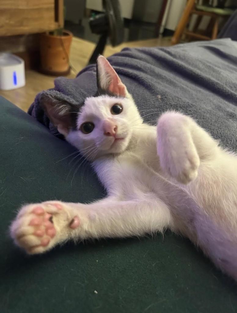 Nino, gato de porte pequeno para adoção em São Paulo - SP — foto 4 de 11
