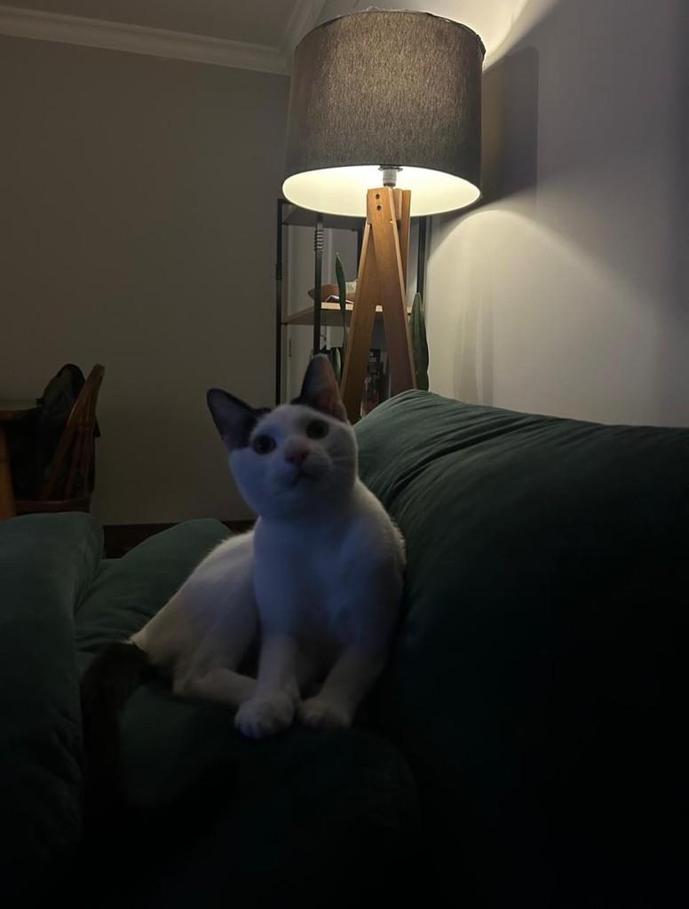 Nino, gato de porte pequeno para adoção em São Paulo - SP — foto 5 de 11
