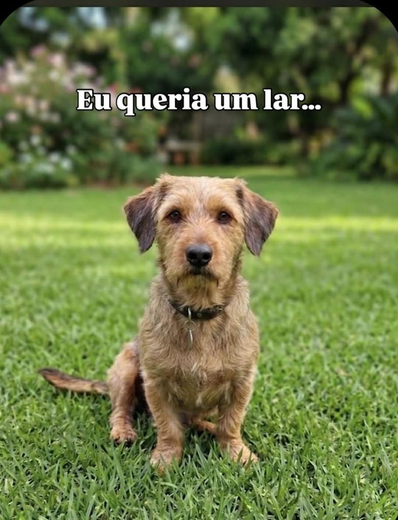 Benji, cachorro de porte pequeno para adoção em Campinas - SP